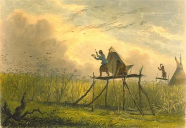 A kukoricatáblák őrzése, 1853